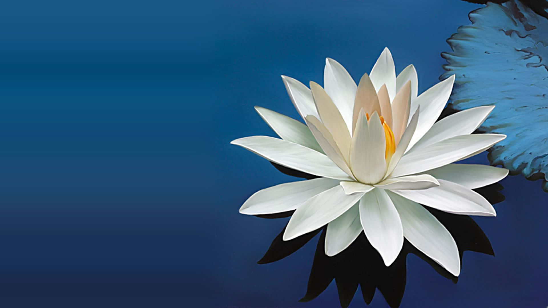 Upptäckden Blomstrande Skönheten Av Den Heliga Lotusen