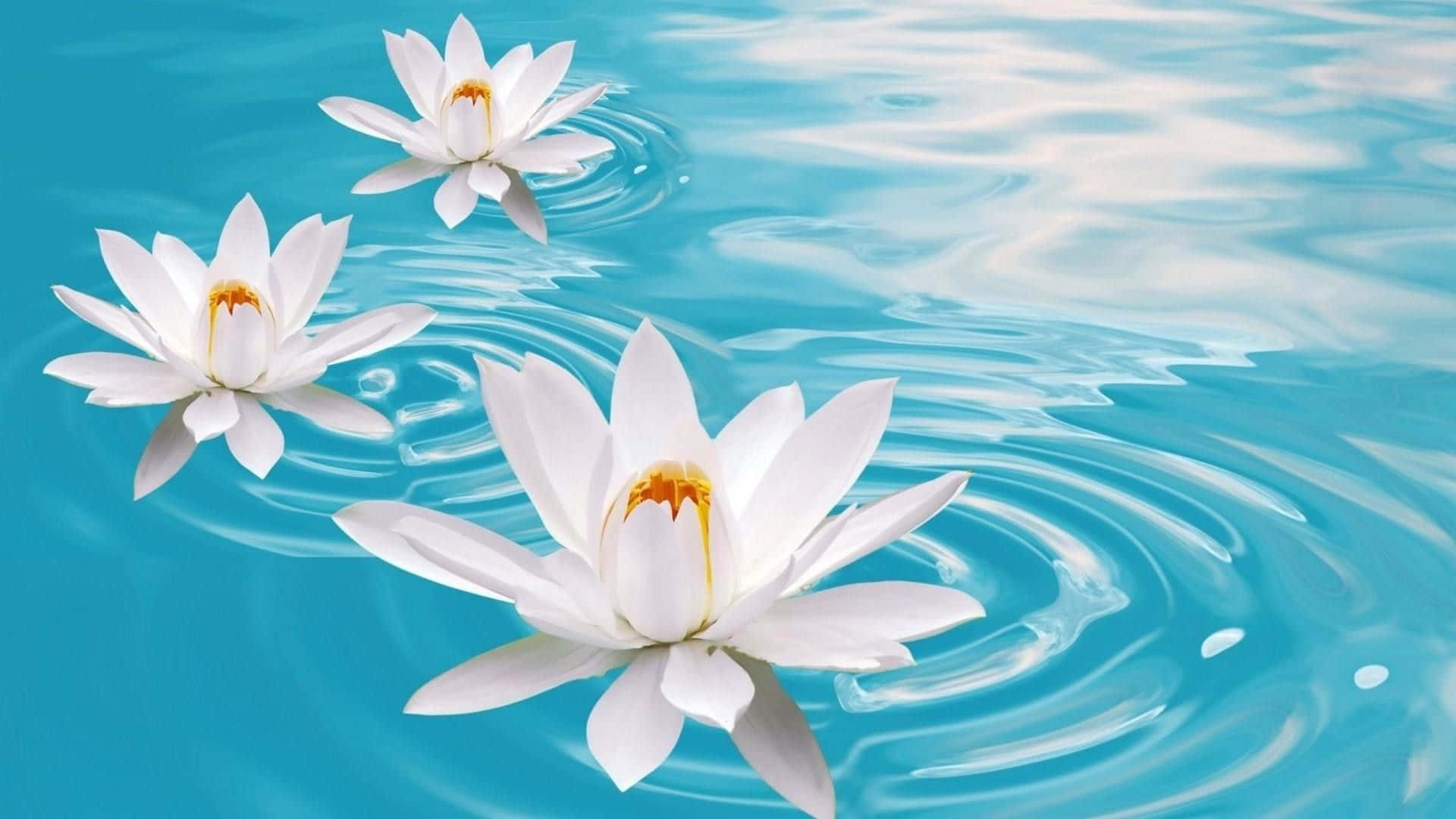 Bring your inner peace to life with the Lotus Flower