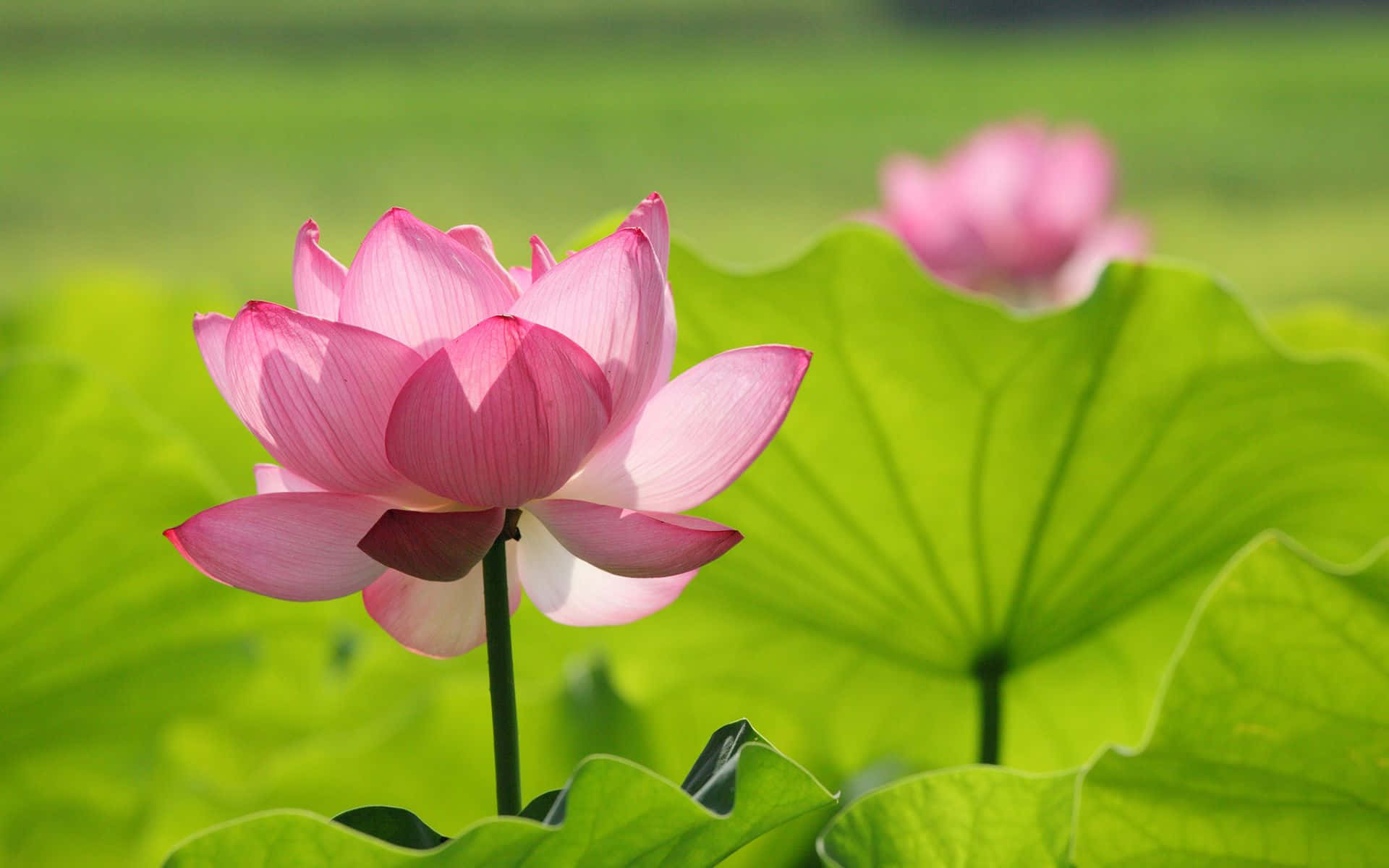 A Lotus Flower With Water Droplets At its Petals