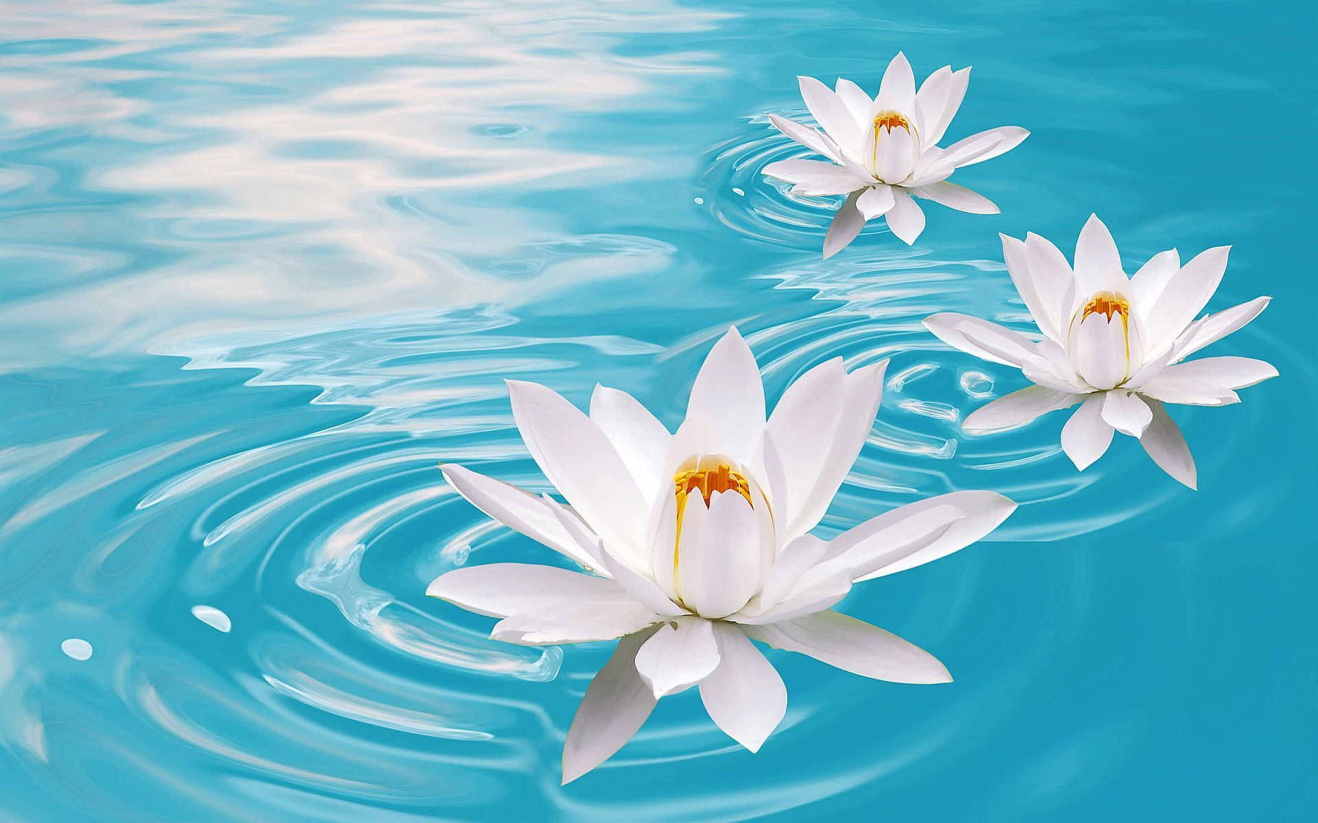 The beautiful pink lotus floating in a tranquil turquoise pond.