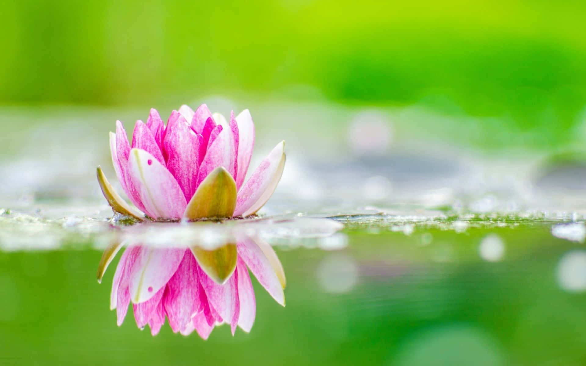 A beautiful lotus resting on a serene lake