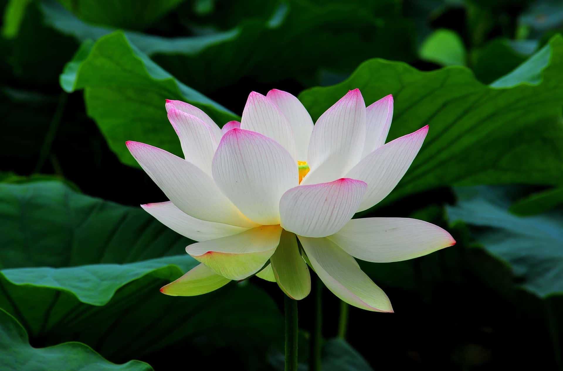 A floating pink lotus in a serene pool