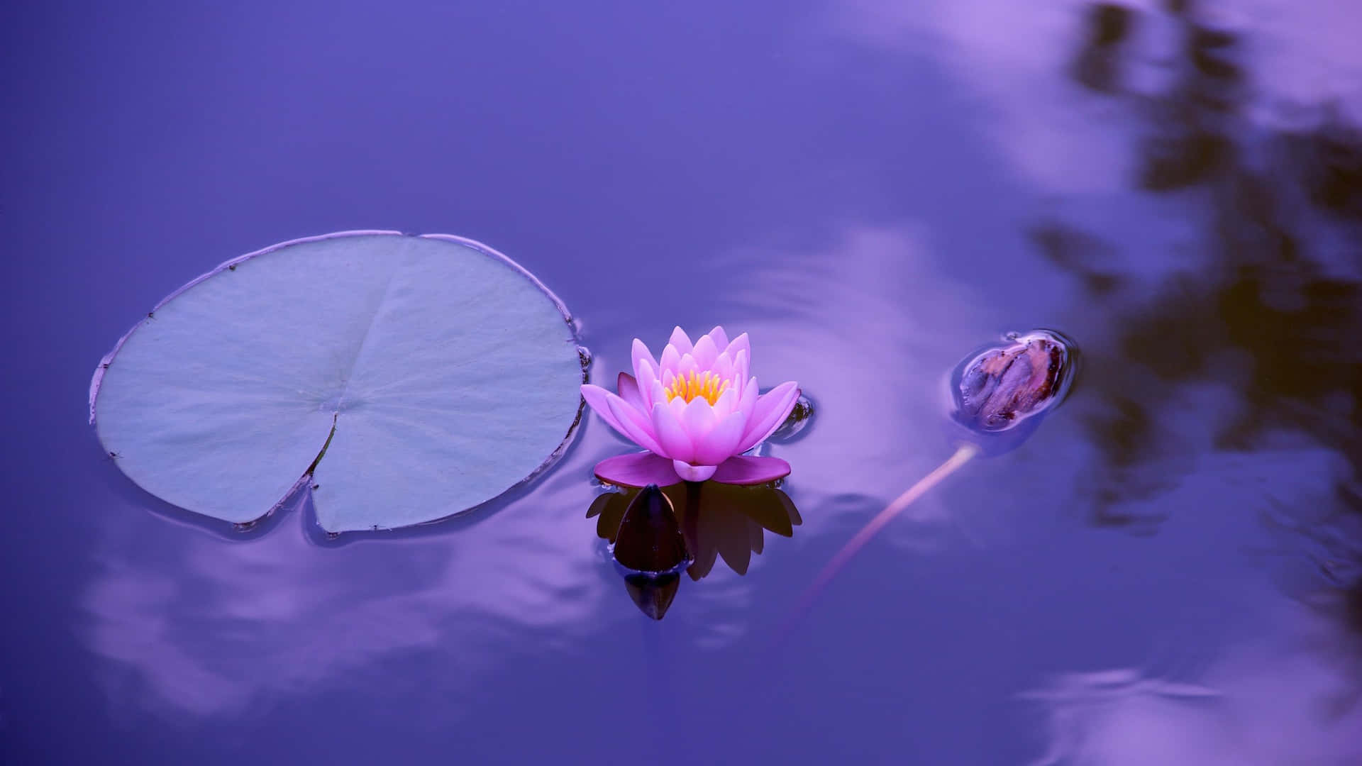 A lotus flower resting atop a sparkling lake