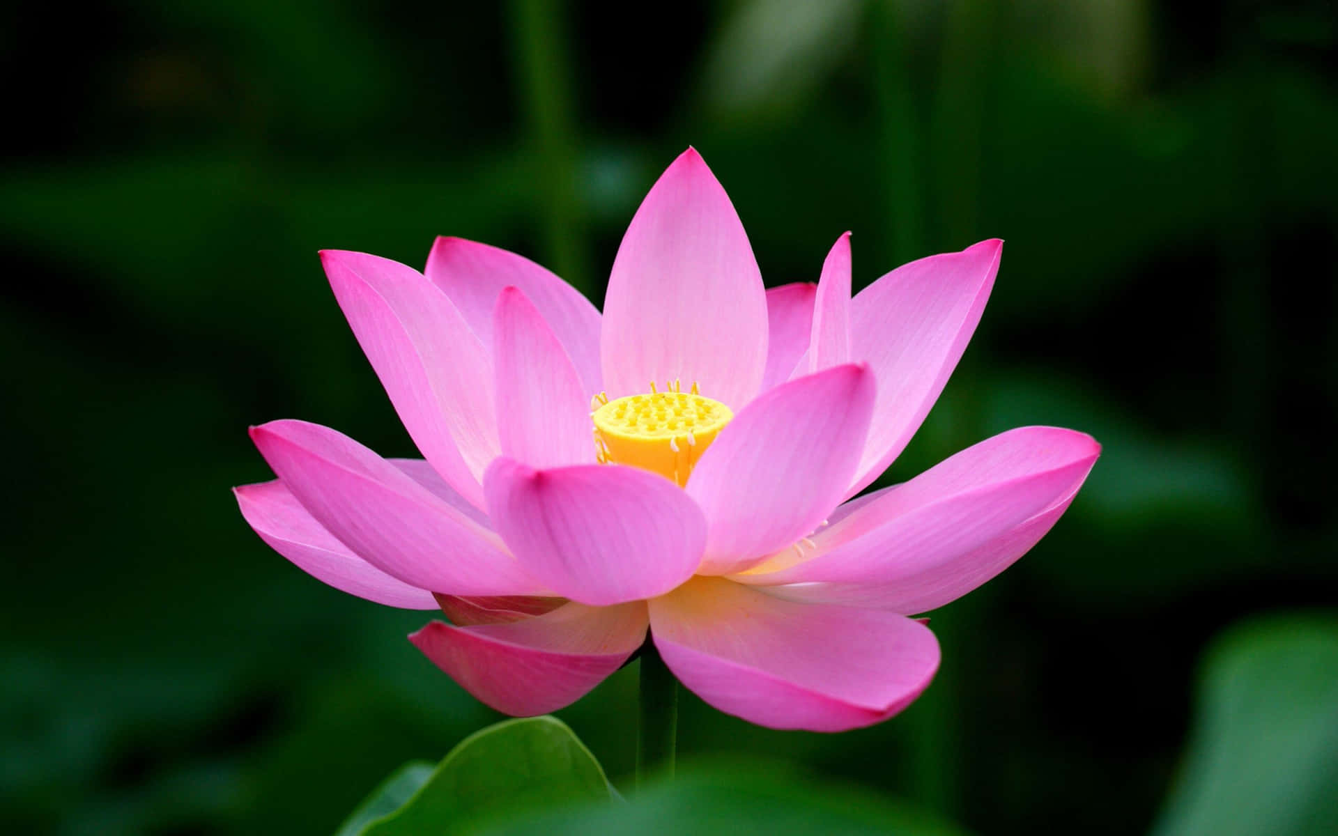 A beautiful lotus blooming among a lake of lilies