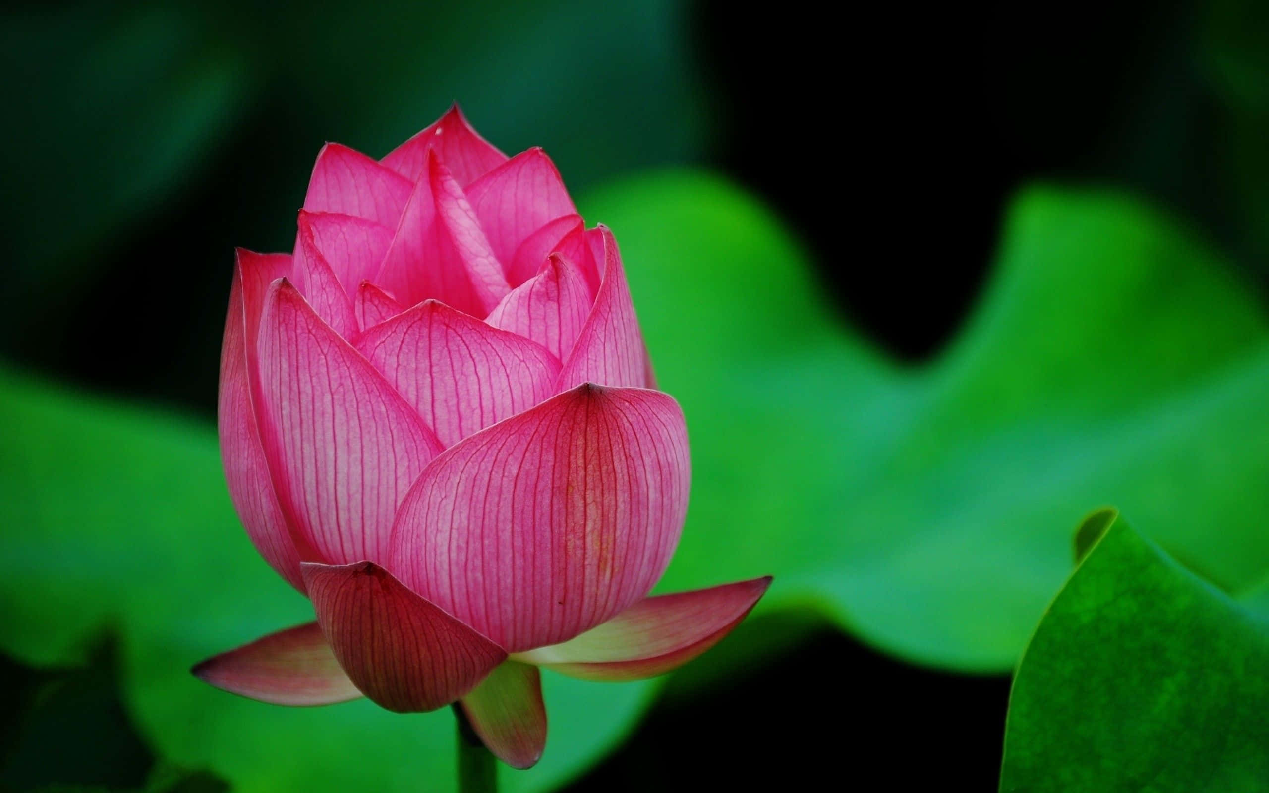 Skønhedenaf En Blomstrende Lotusblomst I Al Dens Pragt.