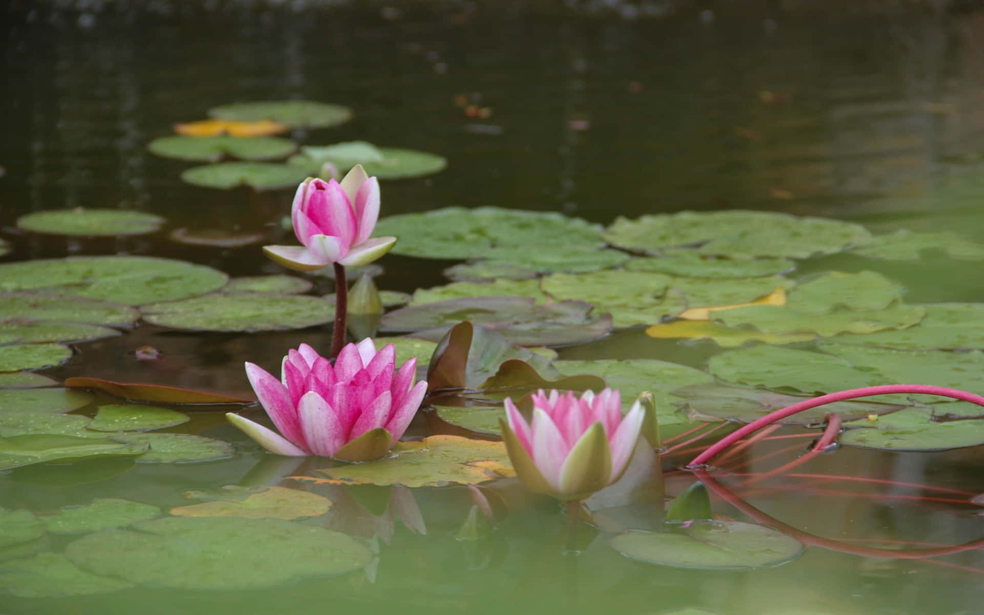 A solitary pink lotus blossoming in a peaceful pond.