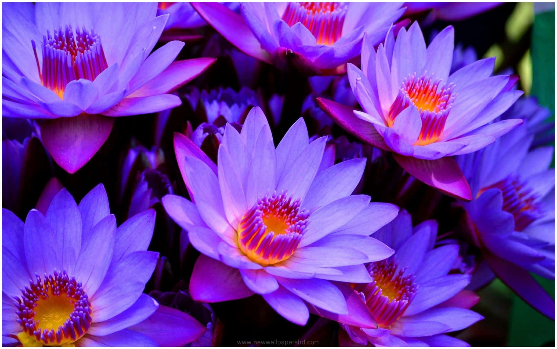 A beautiful blooming pink lotus