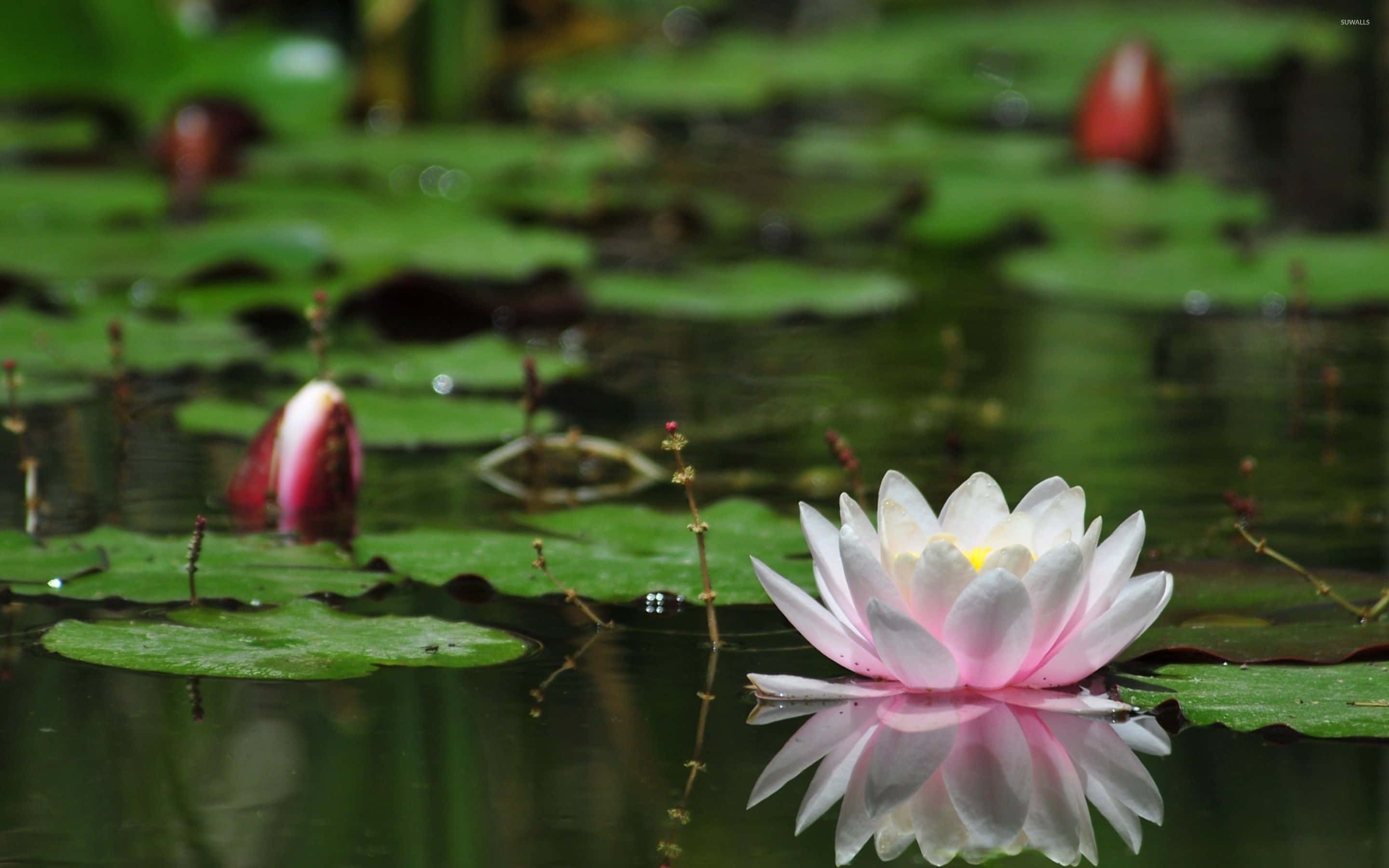 Enforbløffende Pink Lotusblomst, Der Bader I Det Varme Sollys.