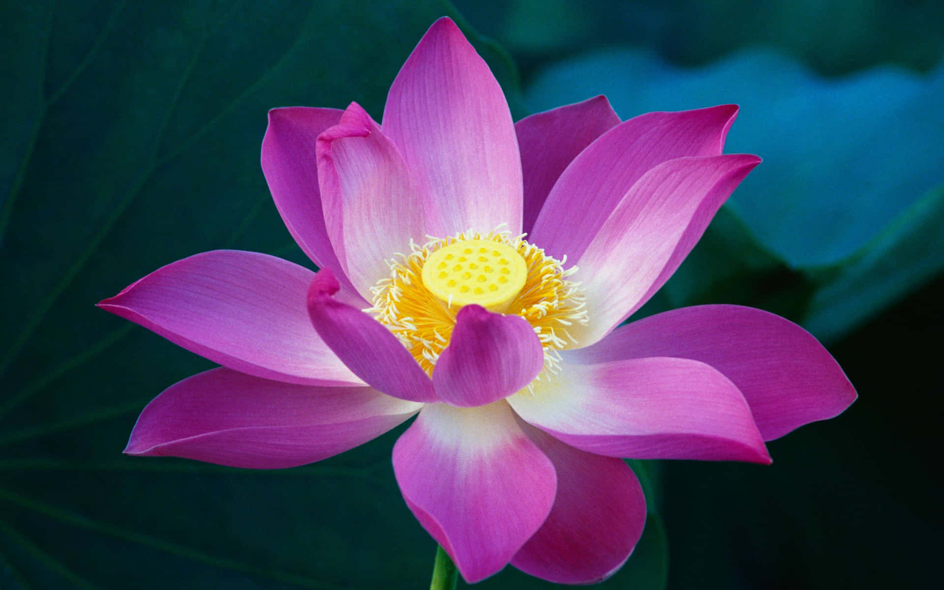 A Lotus Blooms In Nature