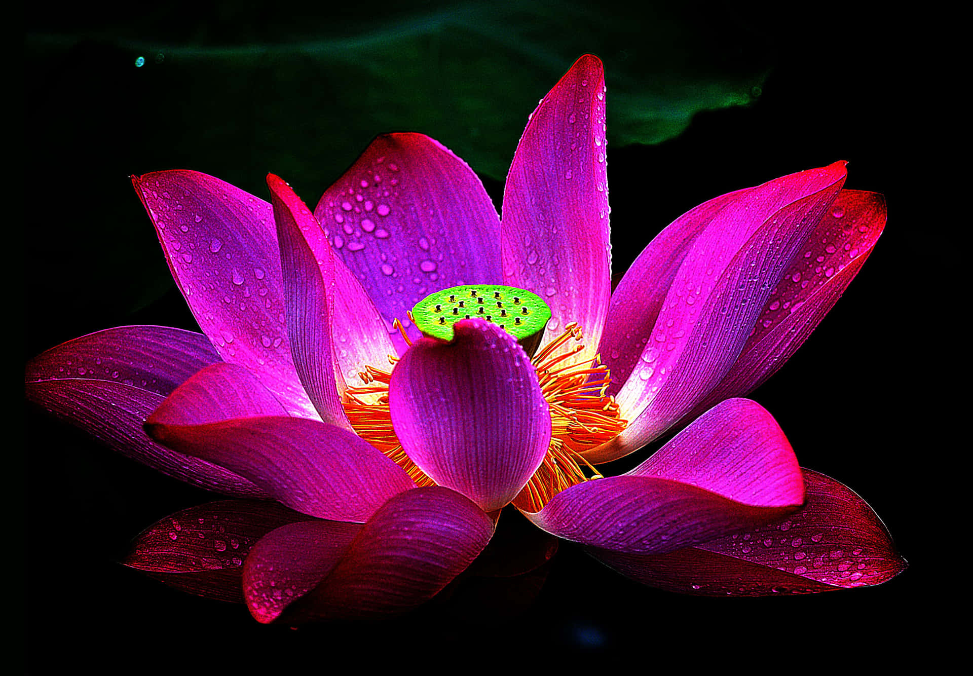 A tranquil scene of a pink lotus flower in the sunshine