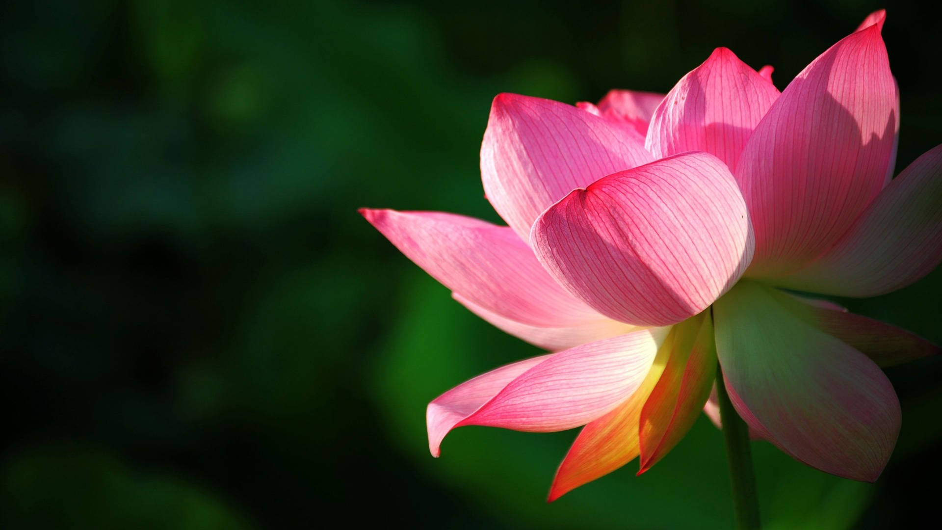 "Tranquil Lotus Blooming - A Symbol of Longevity" Wallpaper