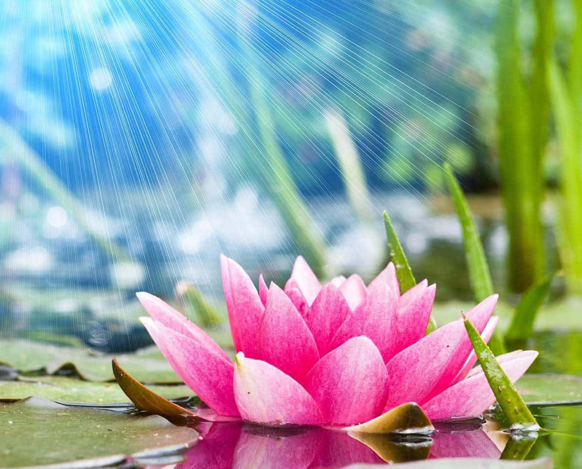 A beautiful lotus flower blooming against an abstract background