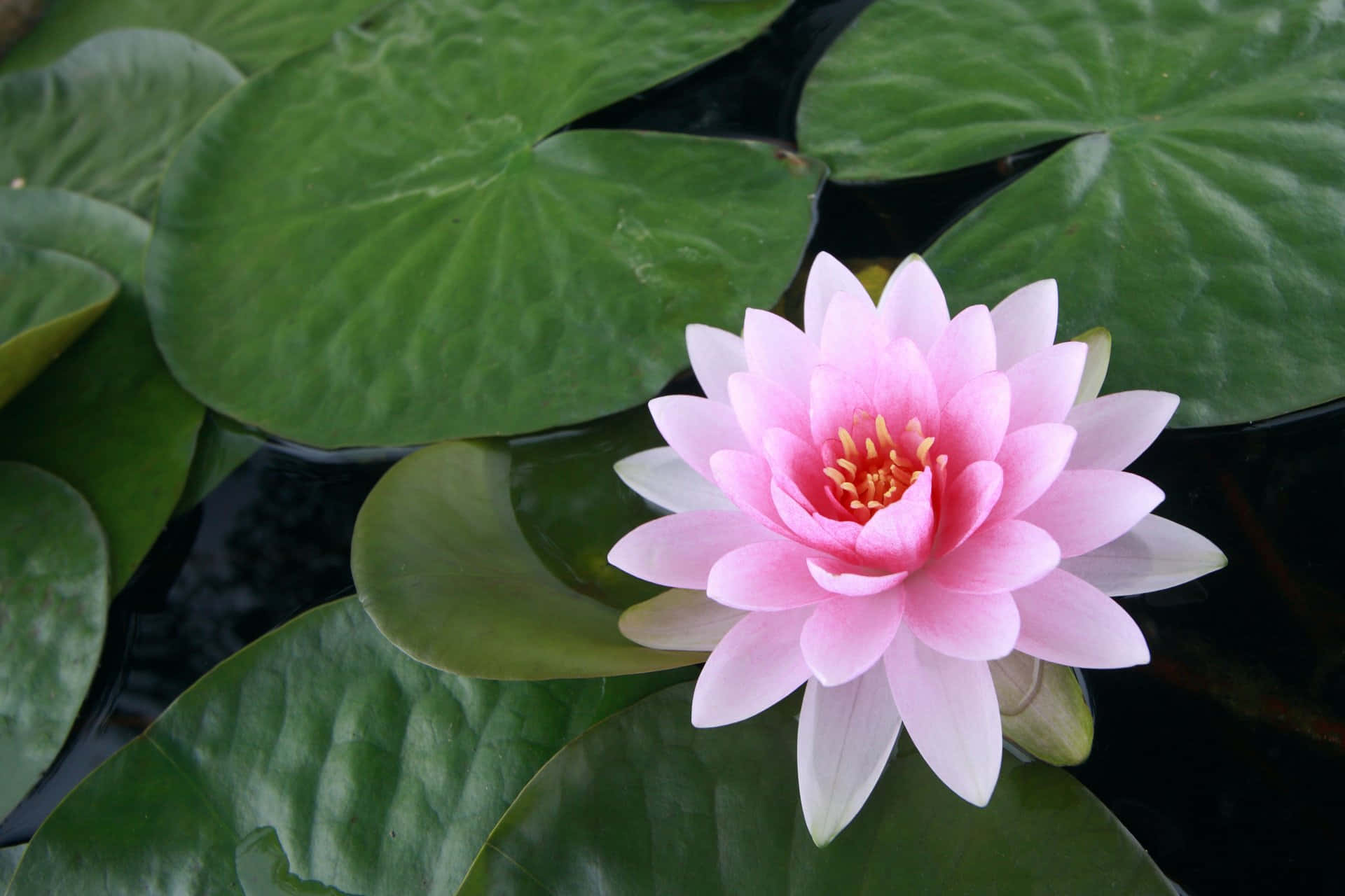 A beautiful lotus flower emerging in a pond, setting the perfect backdrop for a peaceful moment.