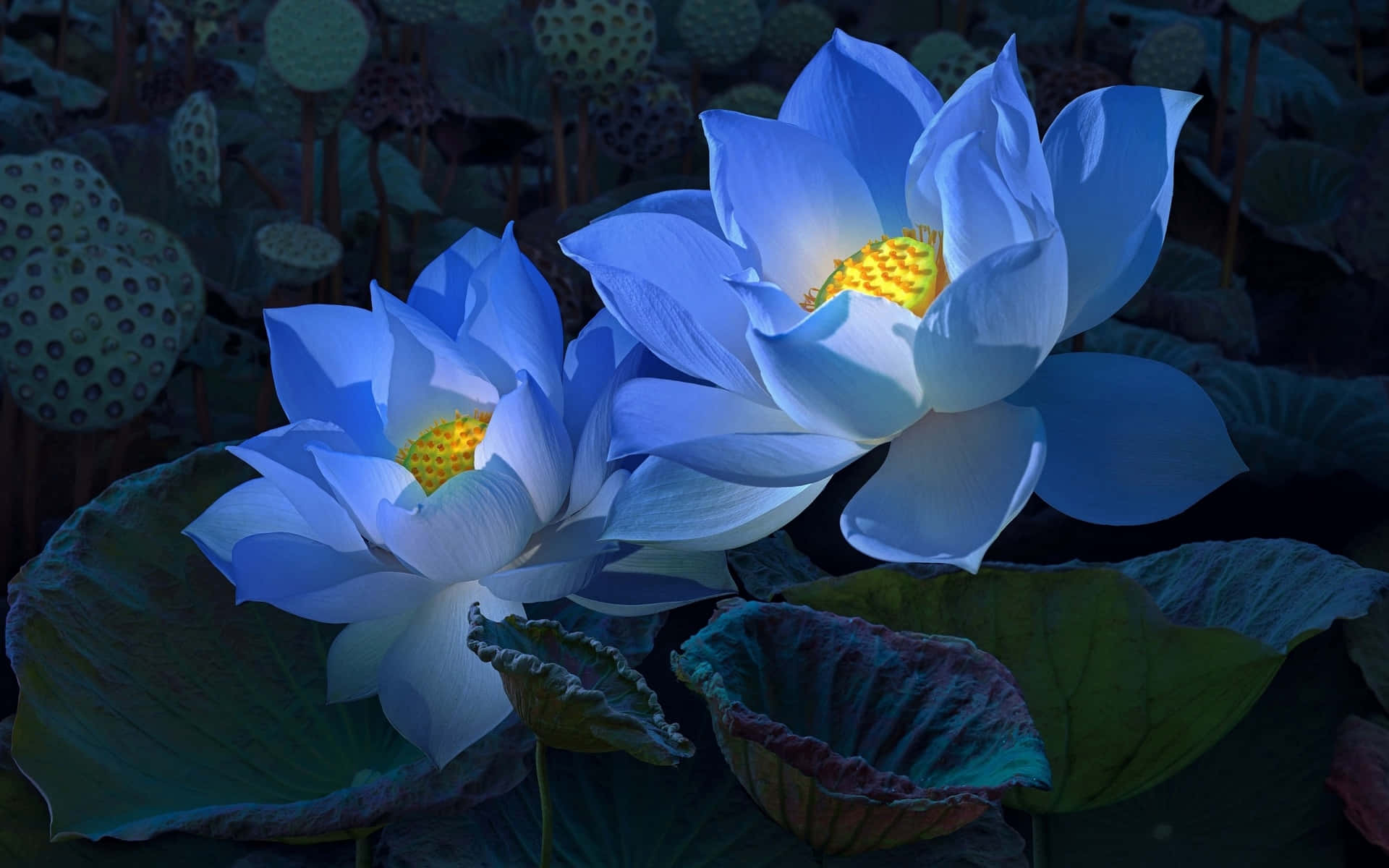 A gorgeous and serene lotus flower in bloom.