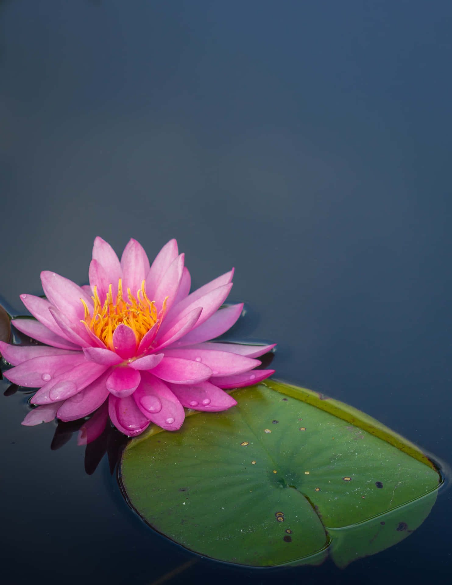 "The Charm and Beauty of a Lotus Flower"
