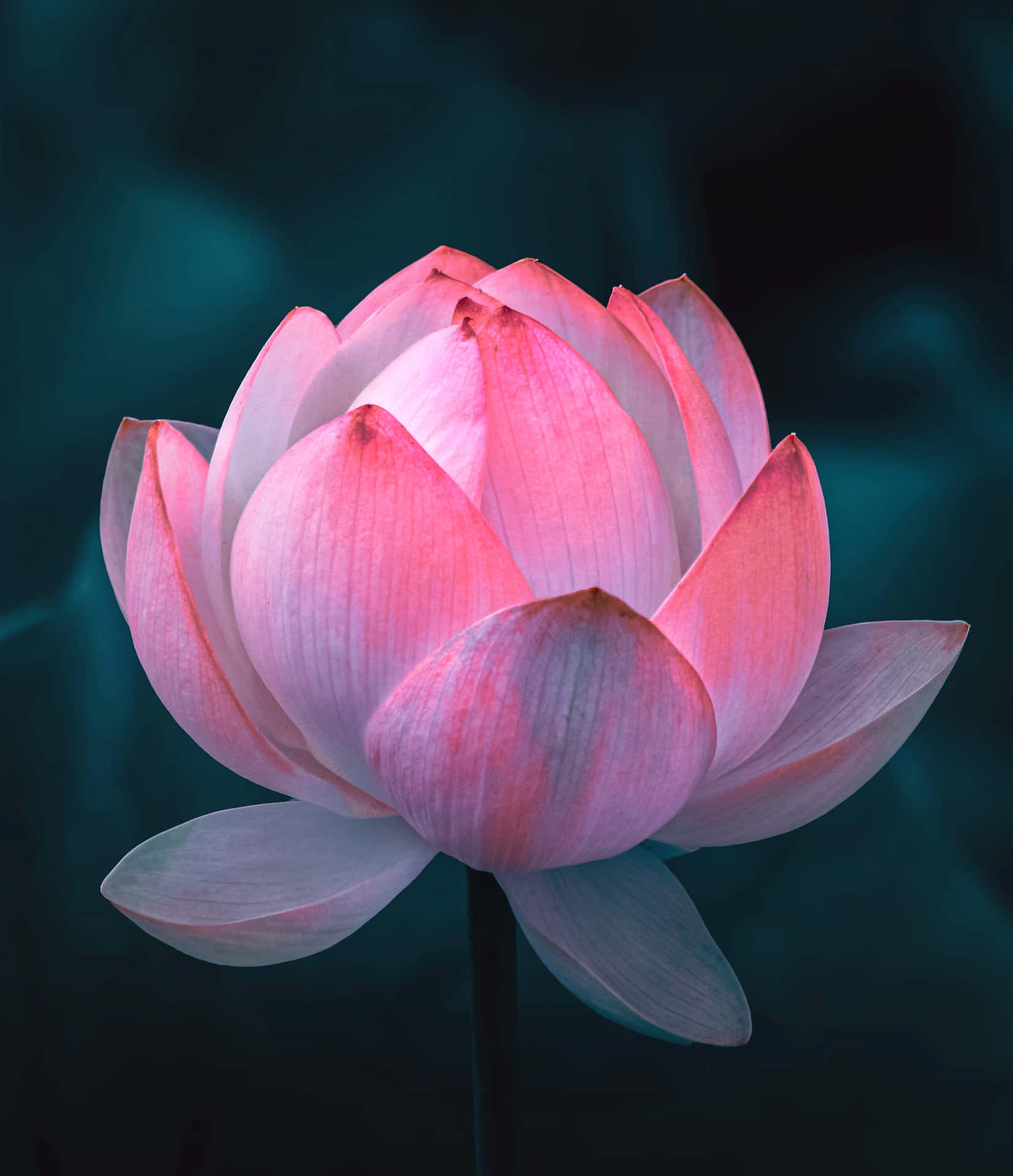 A beautiful lotus flower atop a tranquil pond