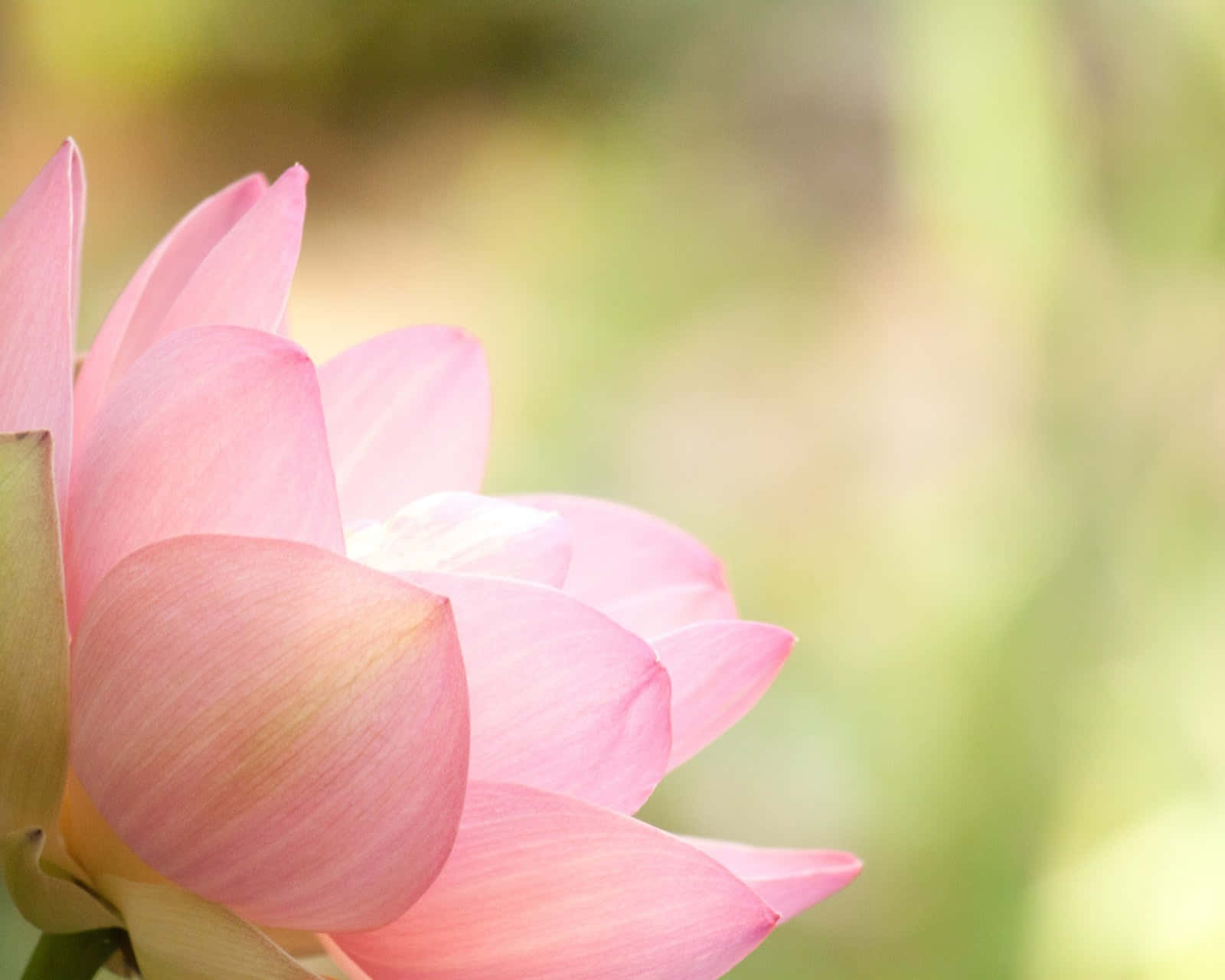 A Pink Lotus Flower Is In The Background