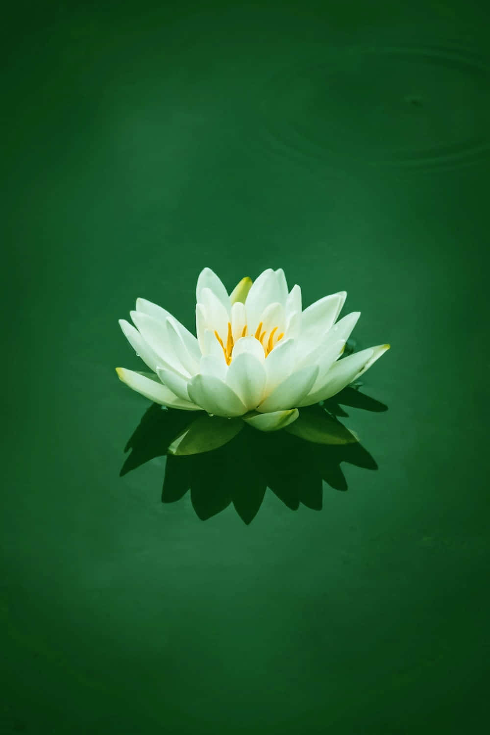 A White Lotus Flower Floating In A Green Pond