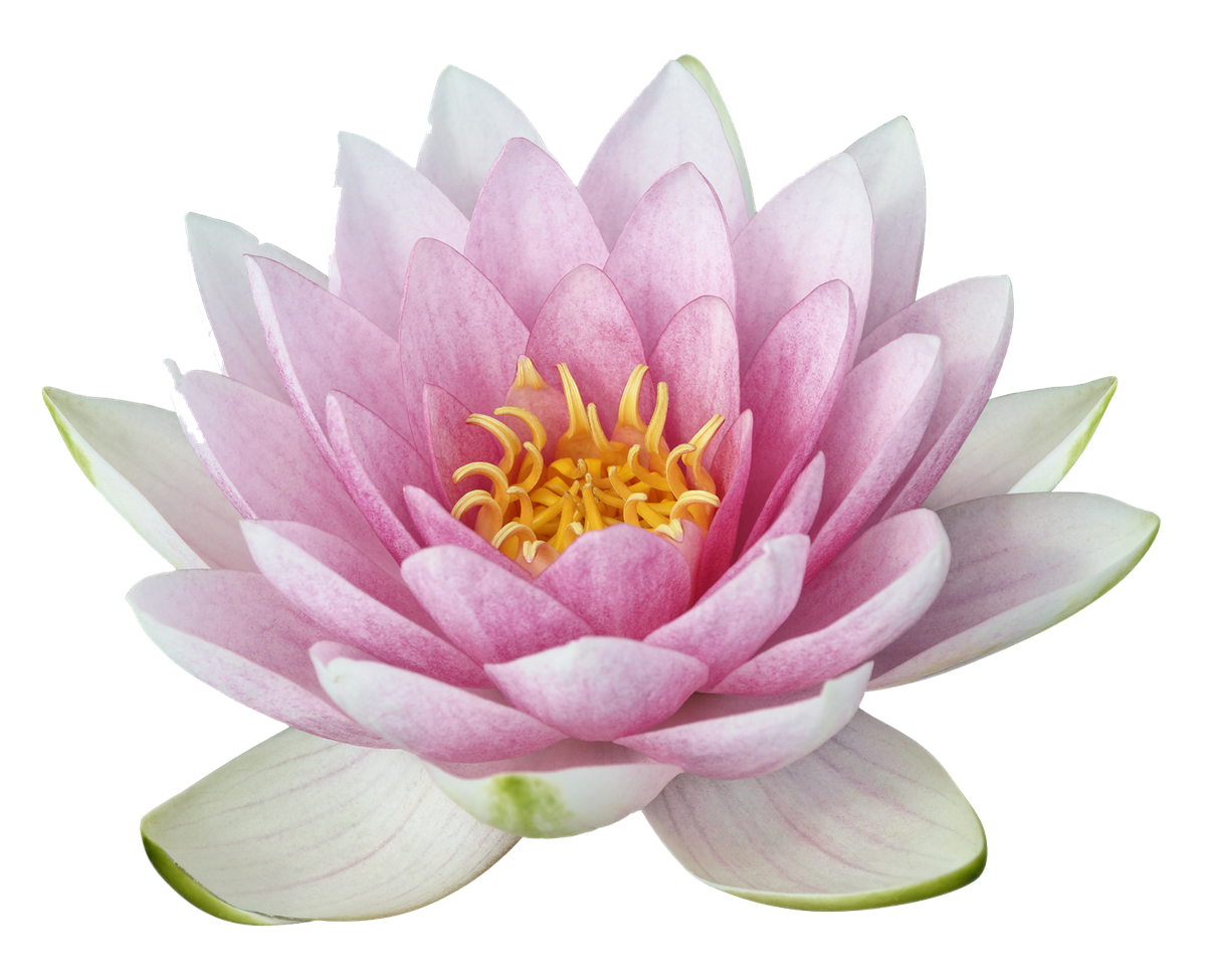 Download Beautiful lotus flower blooming in a tranquil setting ...