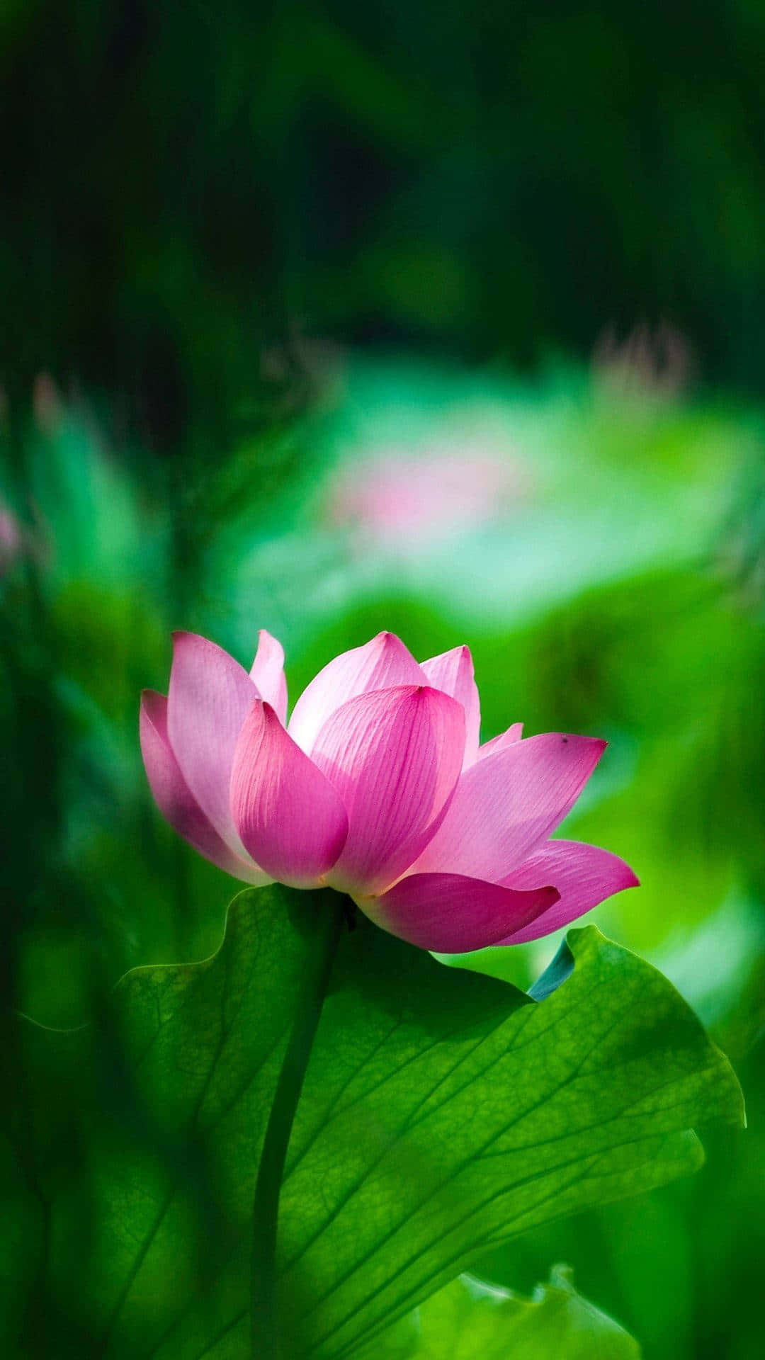 Ensmuk Lotusblomst, Der Blomstrer I Sit Naturlige Miljø.