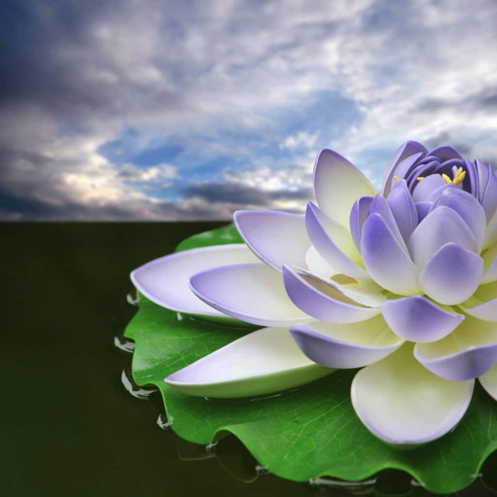"The beauty of the lotus never fails to amaze."