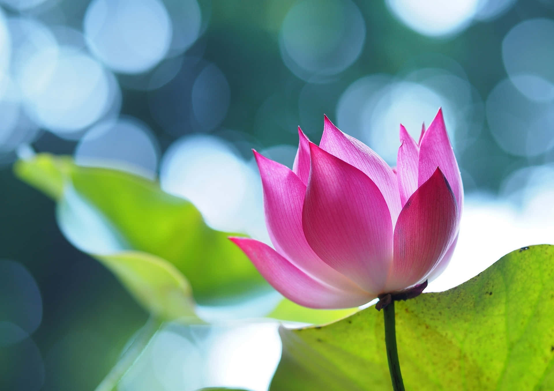 Beautiful pink lotus flower in an outdoor garden.