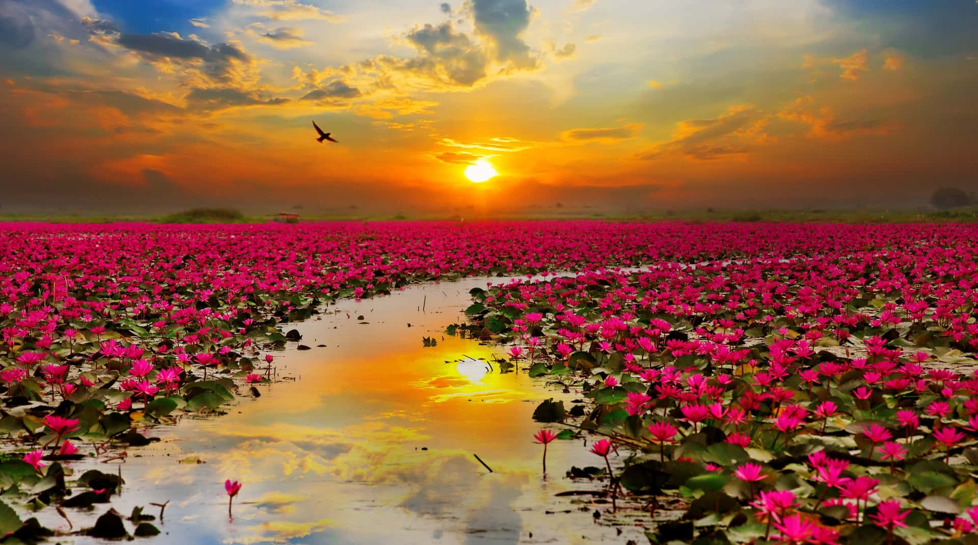 Enlugnande Lotusblomma Blommar Med En Livlig Rosa Nyans.