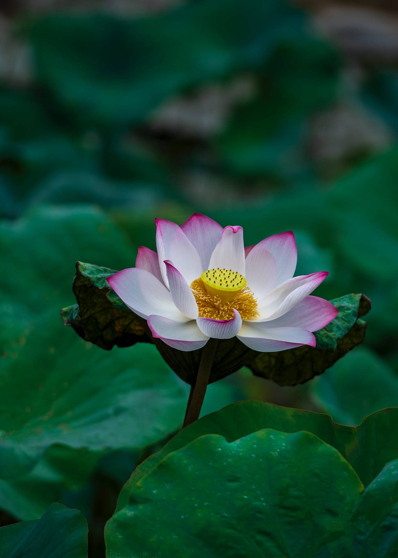 Lotus Blomst Android Wallpaper