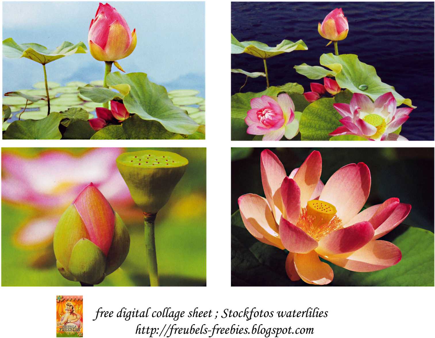 Lotus Collage Collection PNG