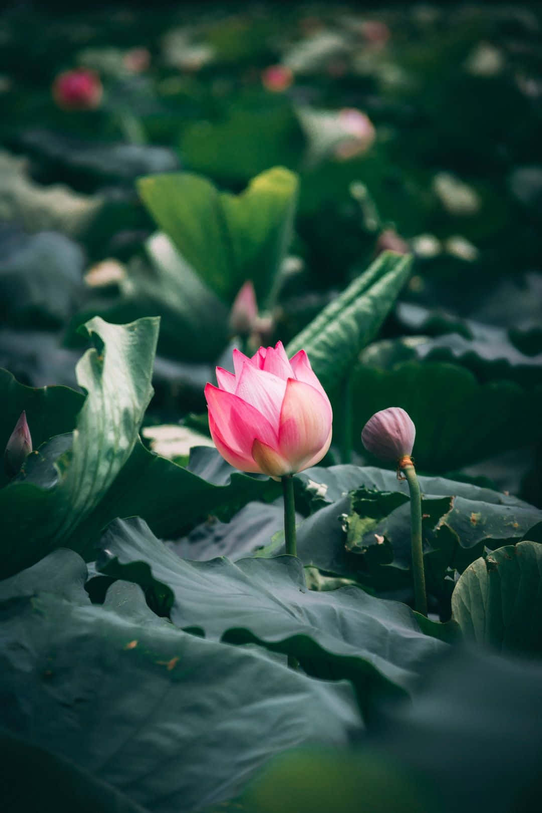 Serene Lotus Flower Blooming in a Tranquil Pond