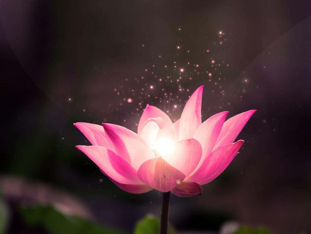 Serene Lotus Flower in Full Bloom