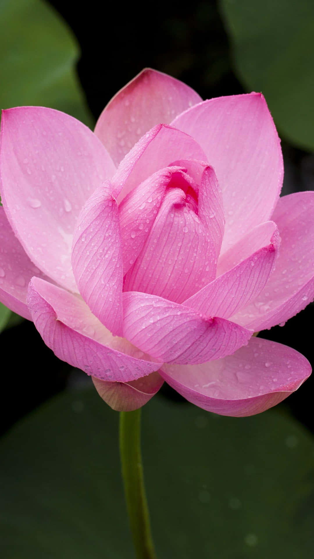 Serene Pink Lotus Flower Blooming on a Calm Lake
