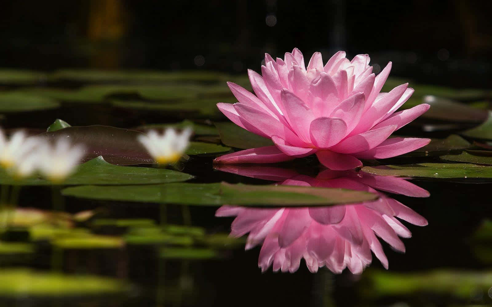 Serene Lotus Flower on Calm Water