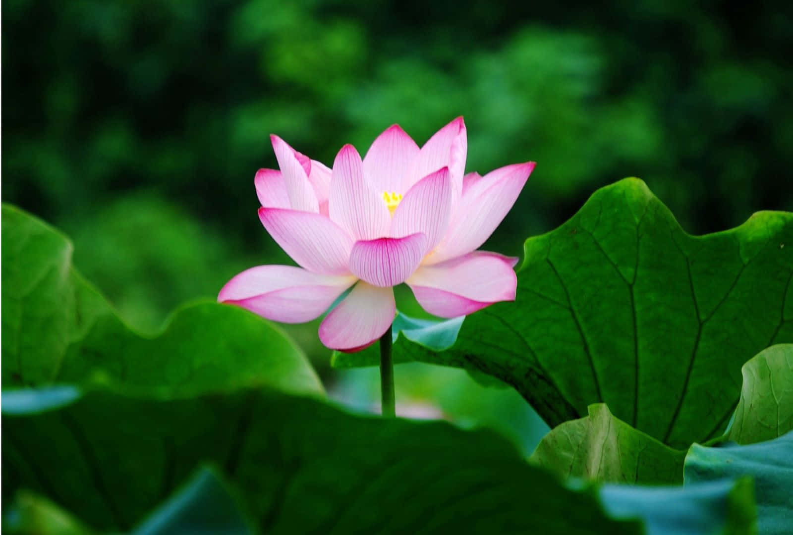 Serene Lotus Flower on Tranquil Waters