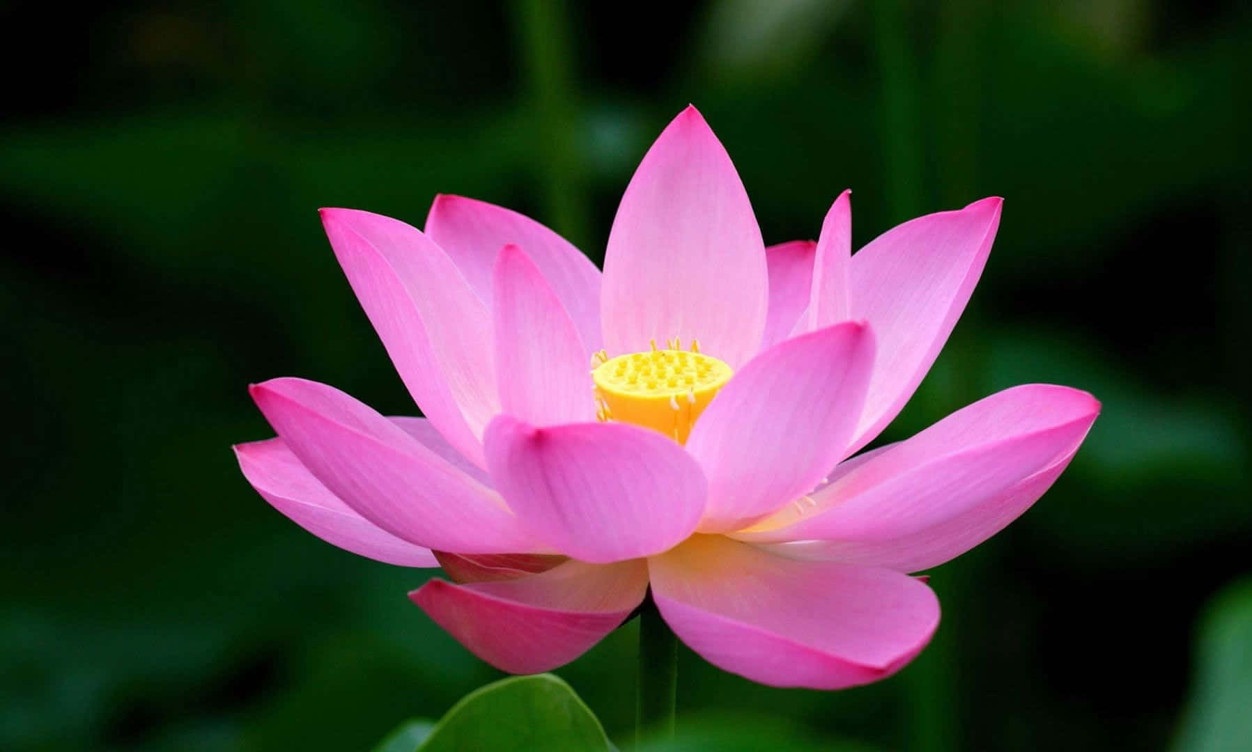 Serene Lotus Flower in Full Bloom