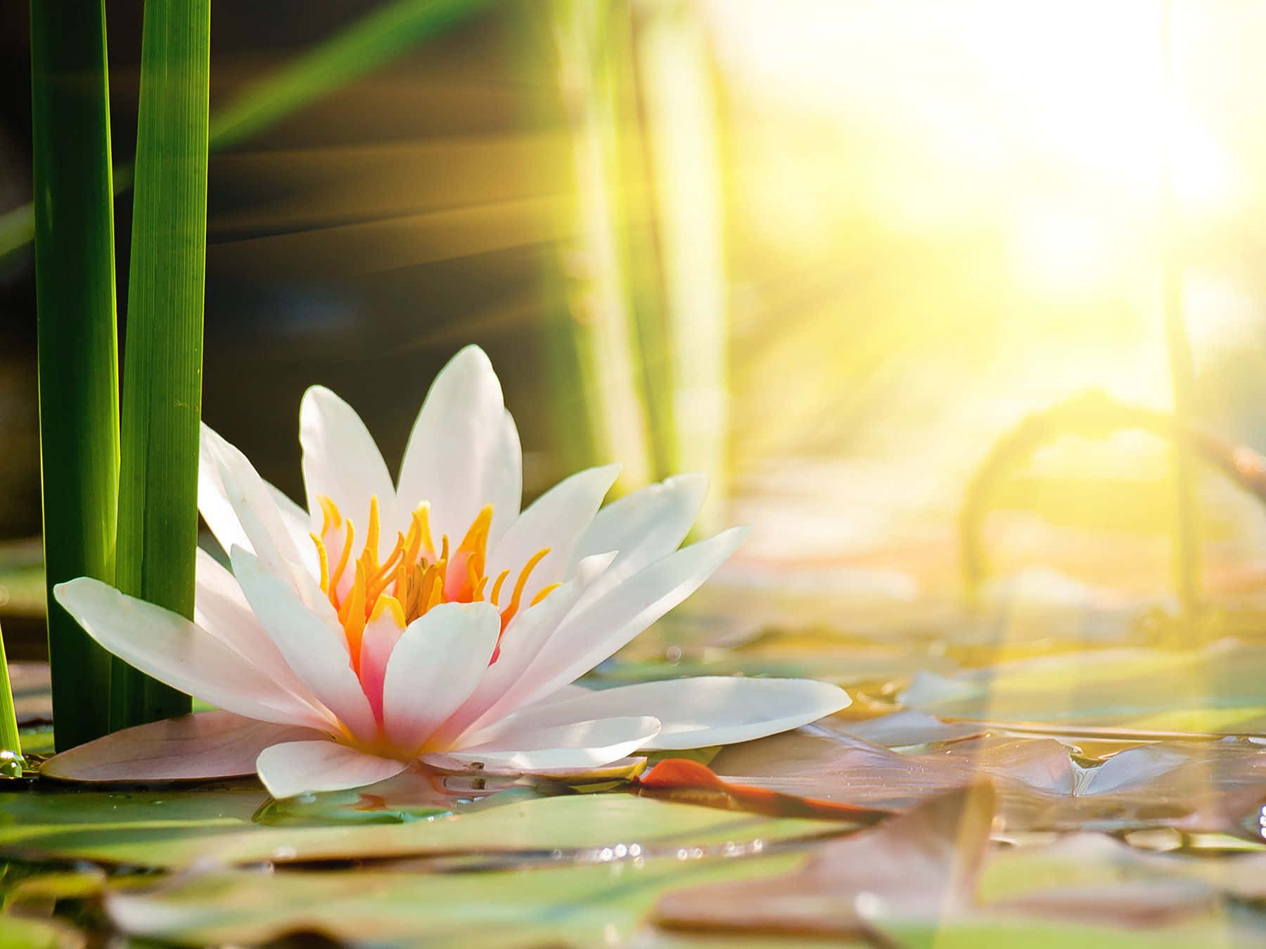 Serene Lotus Flower Blooming in Tranquil Waters