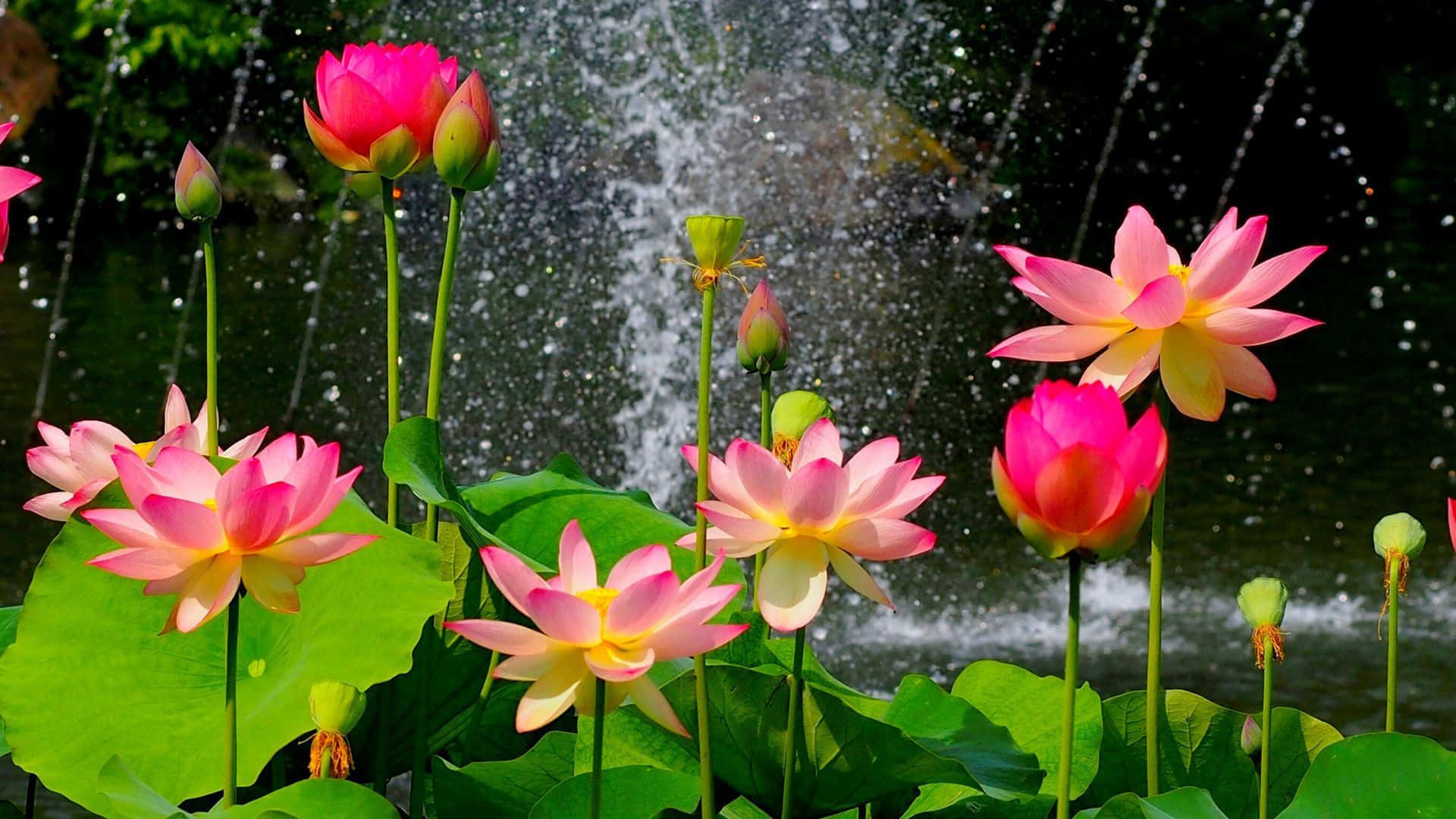 Serene Lotus Flower on Peaceful Lake