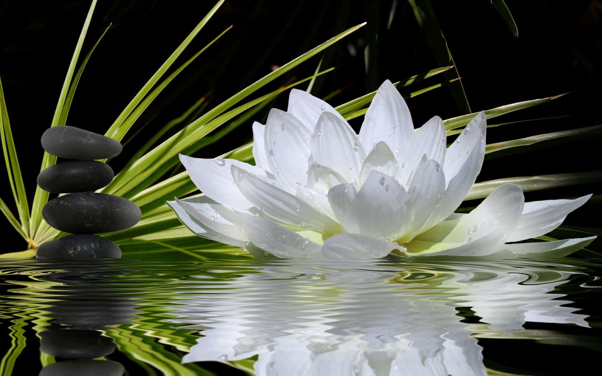 Serene Lotus Flower Blooming on Calm Waters