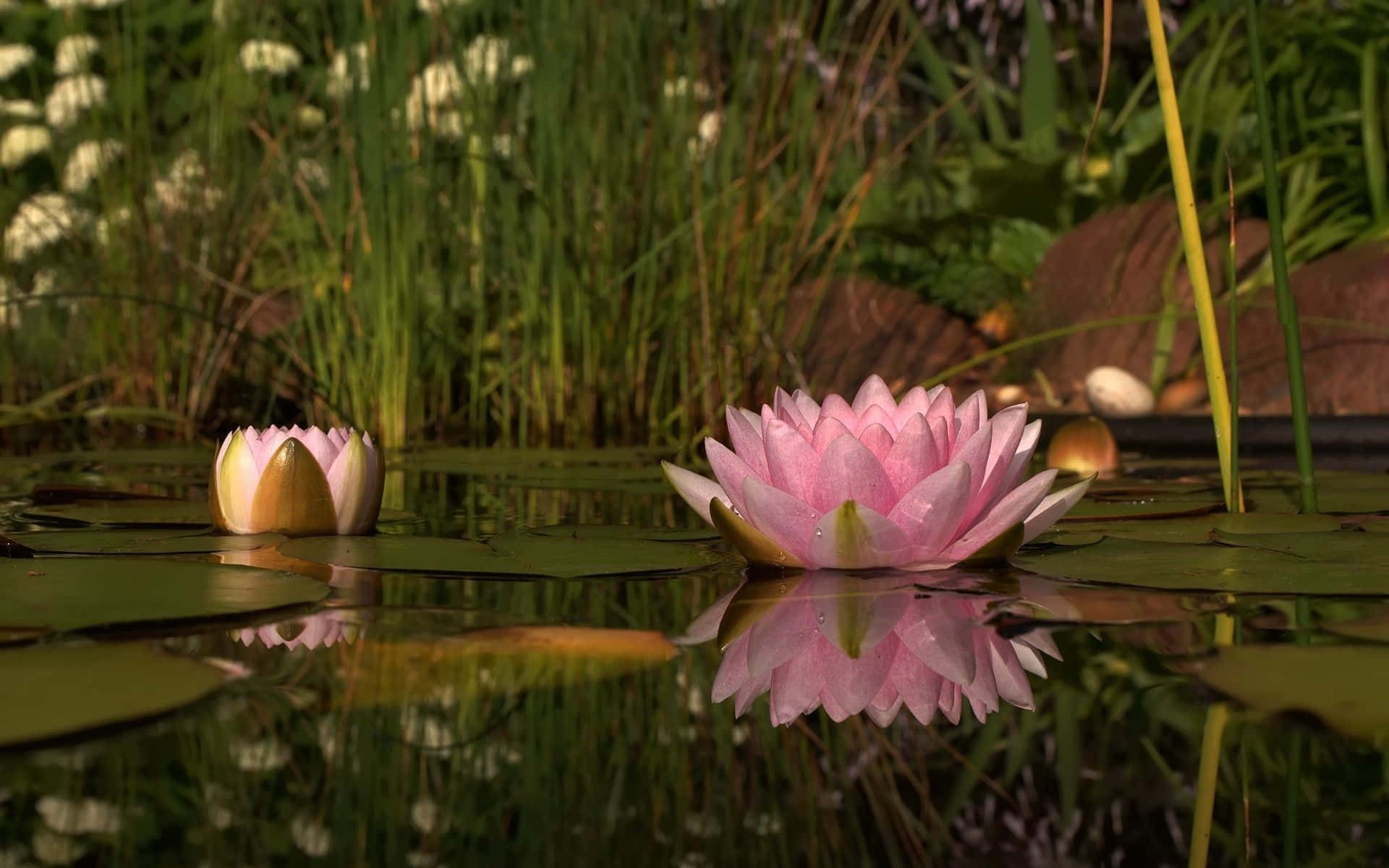 Serene Lotus Flower in Full Bloom