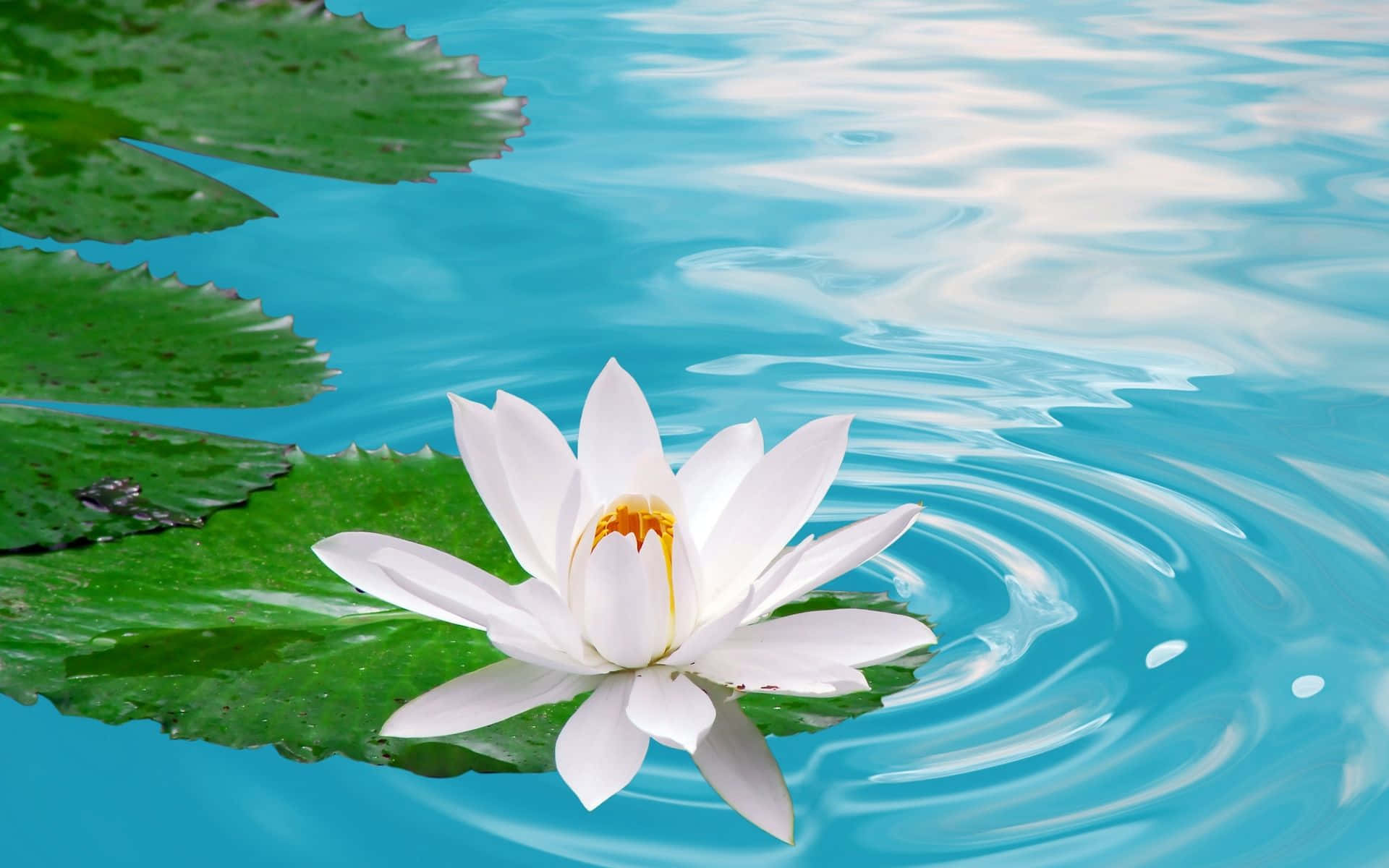 Captivating Lotus Flower in Serene Pond