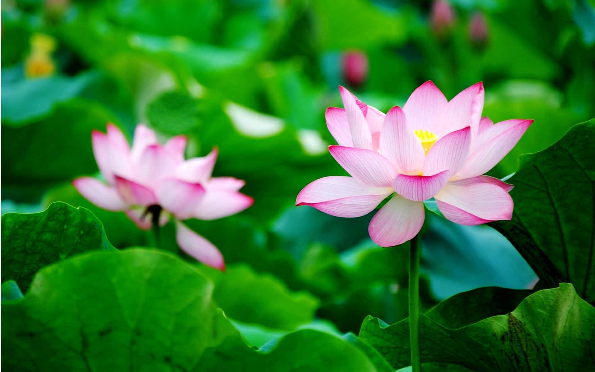 Caption: Serene Lotus Flower Blooming in Tranquil Waters