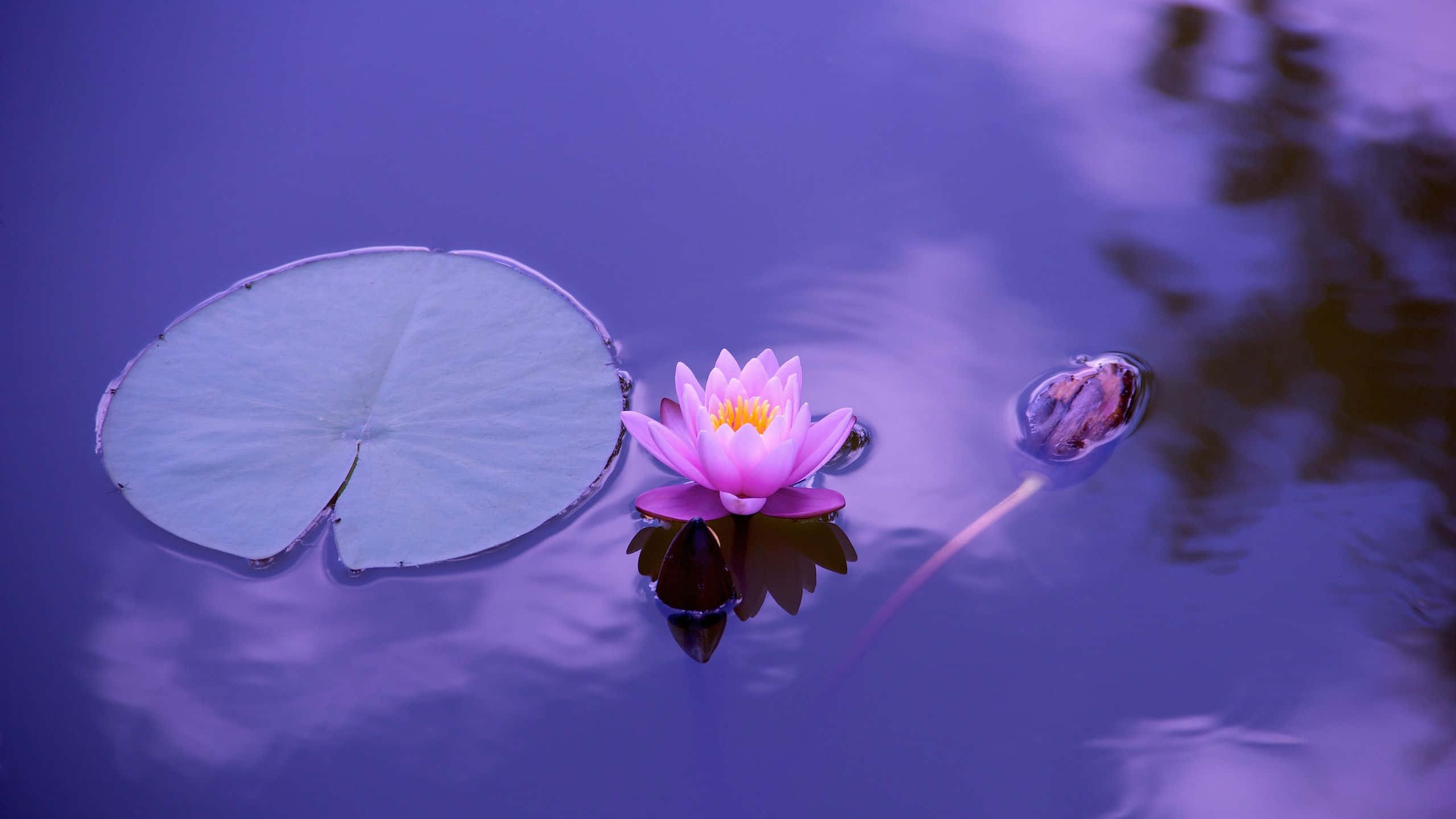 Serene Lotus Flower on Tranquil Waters