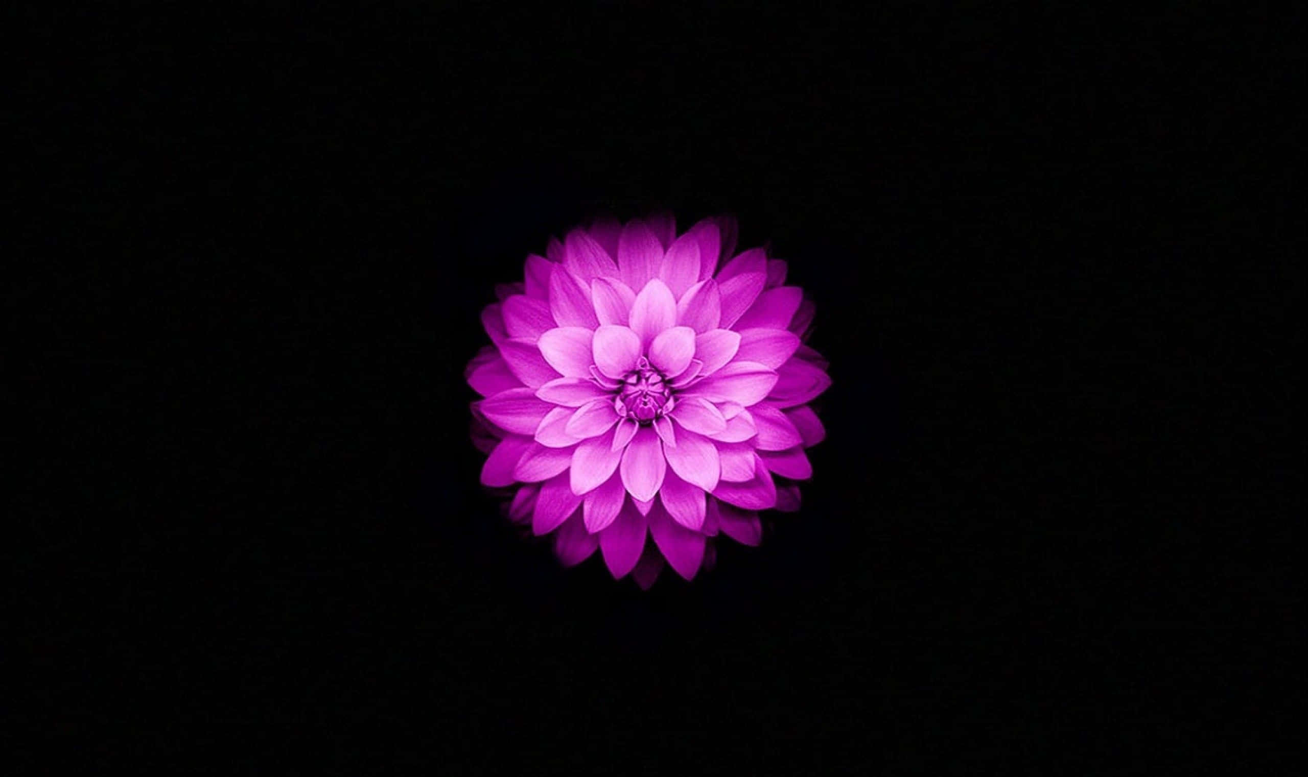 Lotusblume2560 X 1522 Hintergrund