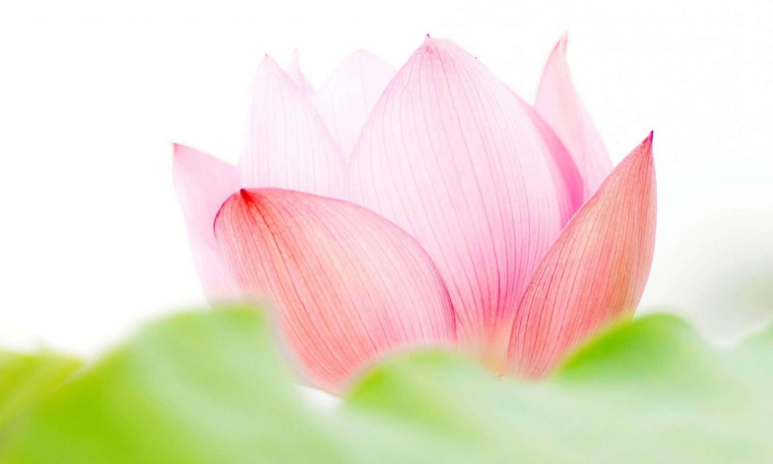 Captivating Pink Lotus Flower