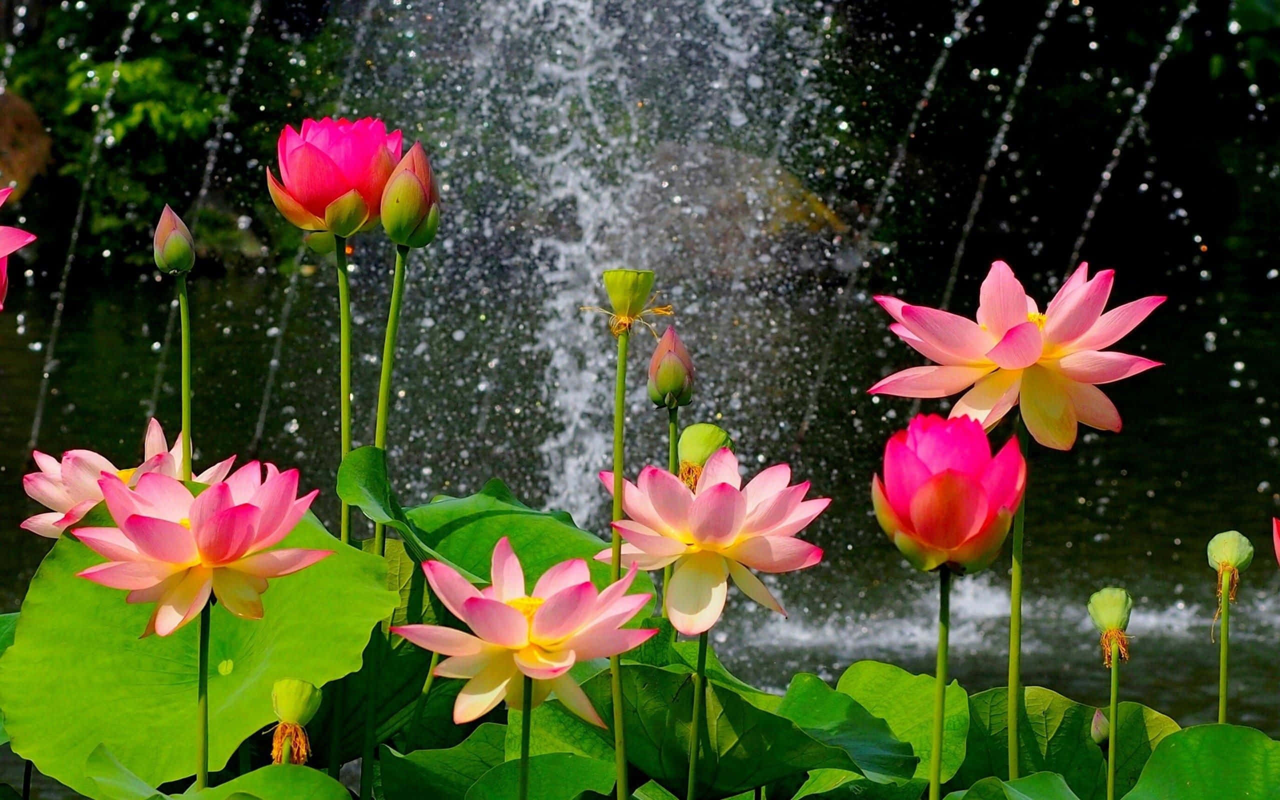 Serene Lotus Flower Blossoming on Tranquil Pond
