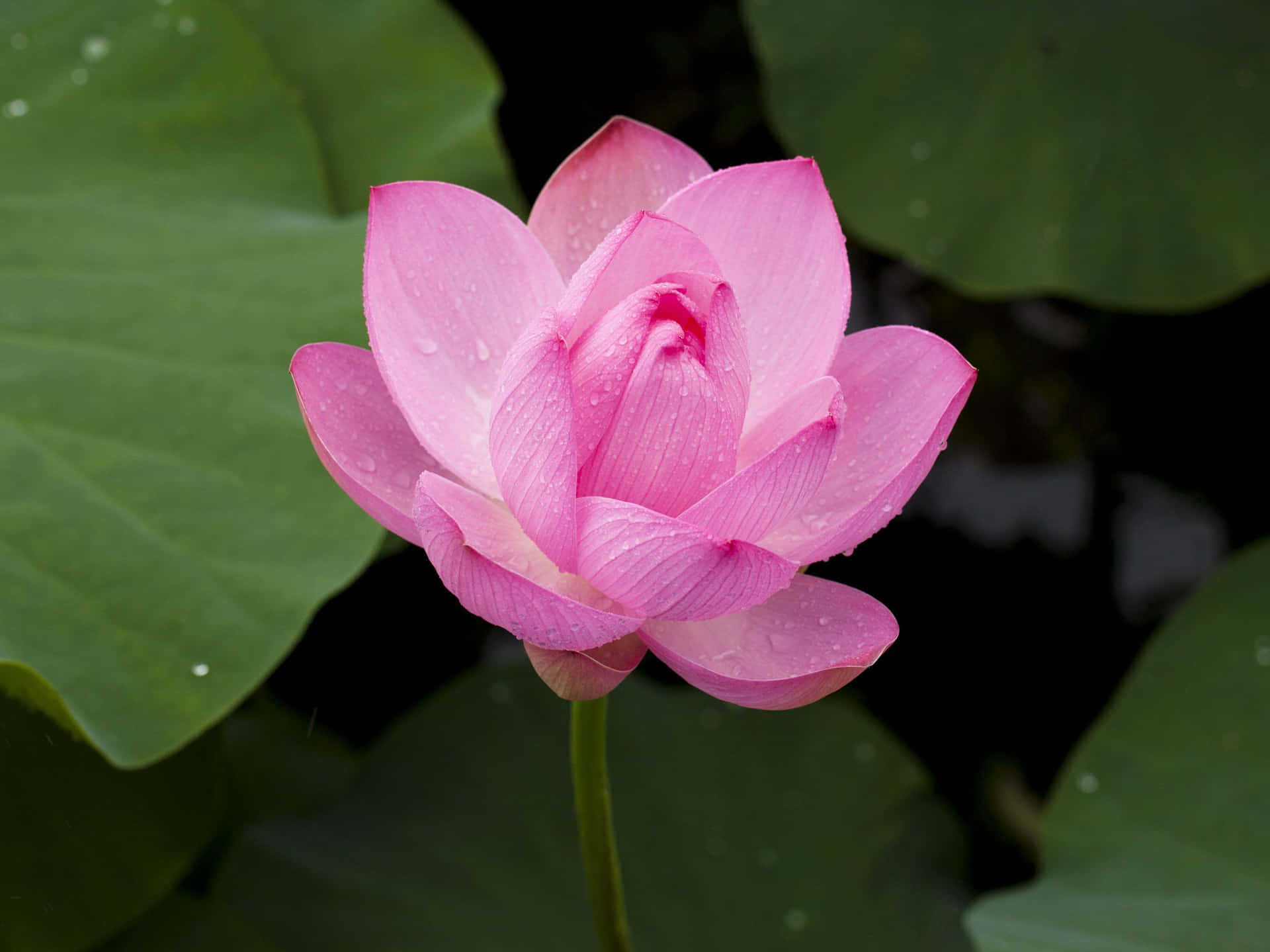 Stunning Lotus Flower in Full Bloom