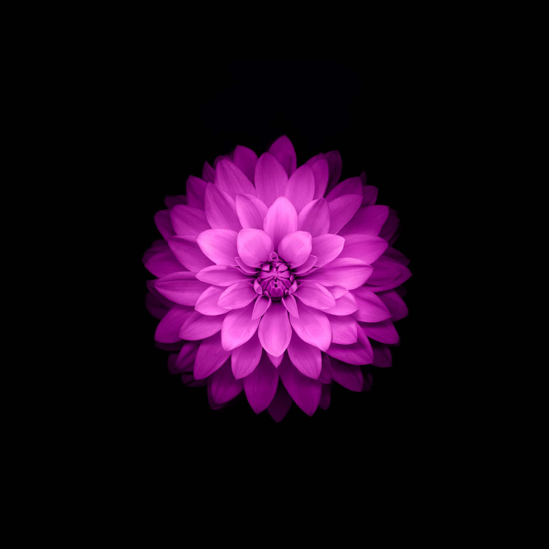 Lotusblumehintergrund 2732 X 2732