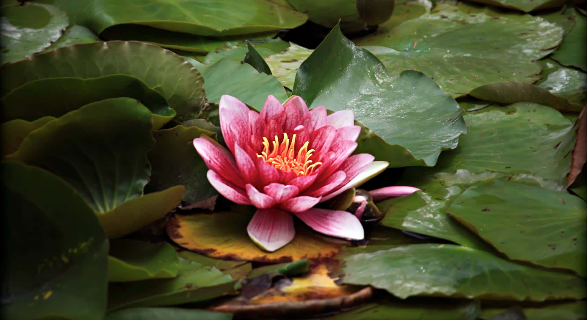 Serene Lotus Flower in Bloom