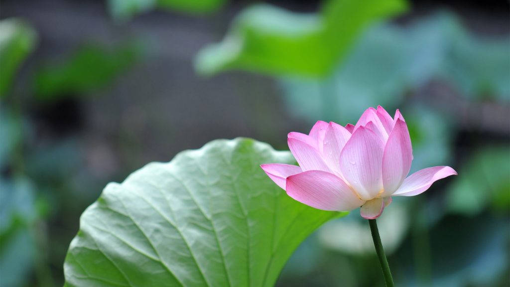 Lotus Flower 4k Desktop