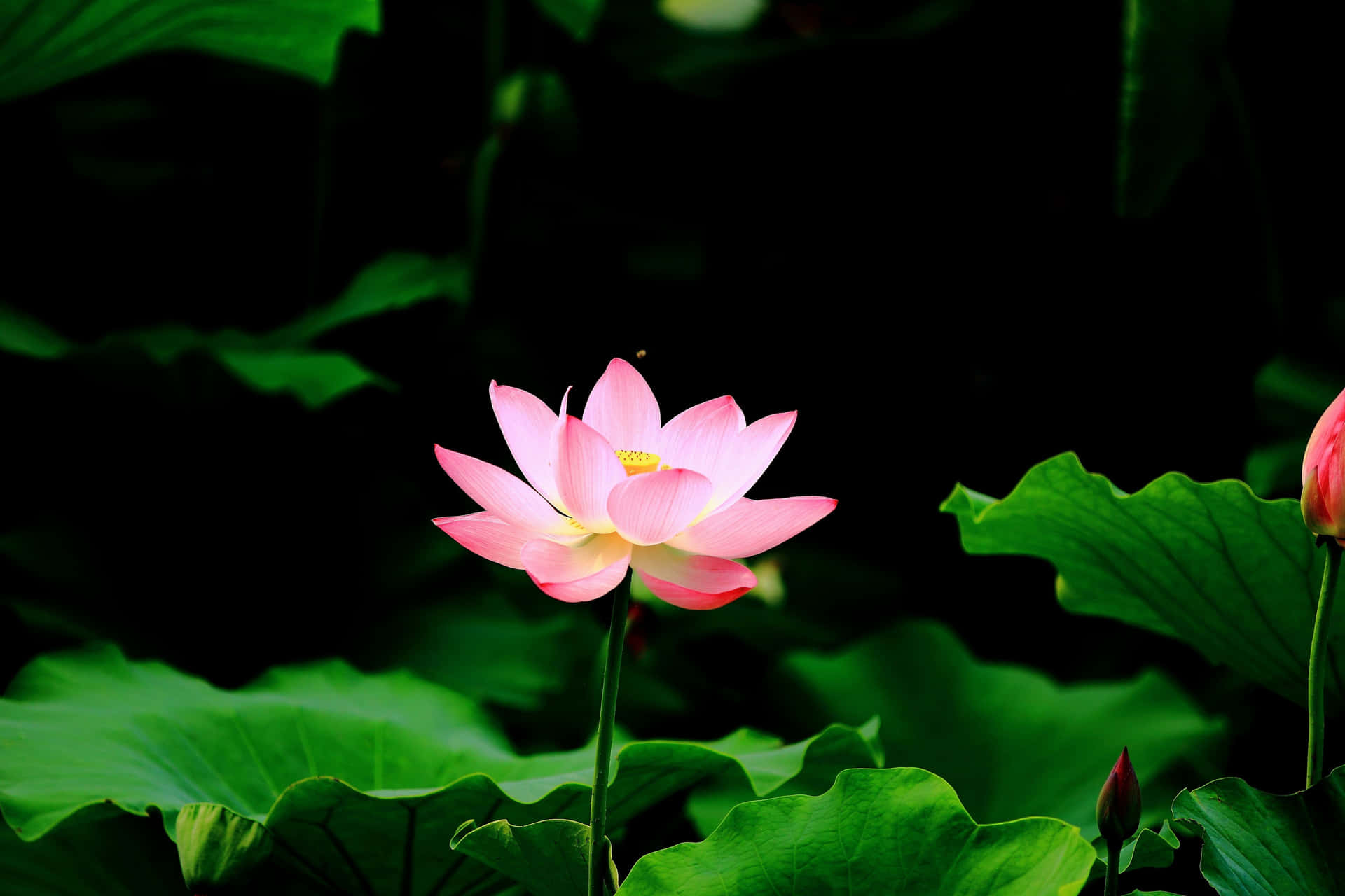 Tranquil Lotus Flower on Pond